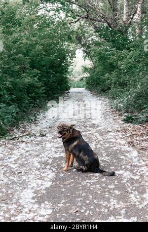 Rückansicht eines schwarzen Hundes auf einem Trail in einem Sommerwald Stockfoto