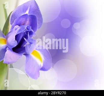 Blaue Iris isoliert auf weißem Hintergrund Stockfoto
