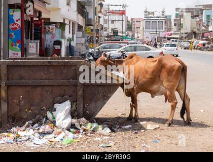 Kuh, die Müll aus einem Container in den Straßen von Aurangabad, Maharashtra, Indien isst. Stockfoto
