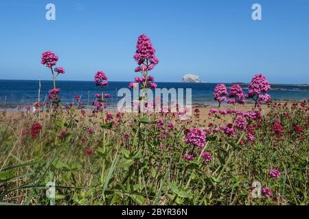 Baldrian Blumen auf East Bay (Milsey Bay), North Berwick - Bass Rock dahinter Stockfoto