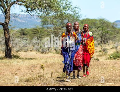 Masai Frauen in traditioneller Kleidung wandern in der Savanne. Tansania, Ostafrika, 12. August 2018. Stockfoto