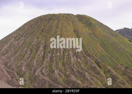 Vegetation auf dem Berg Batok vom Mount Bromo aus gesehen, Java Indonesien. Bromo Tengger Semeru Nationalpark. Stockfoto