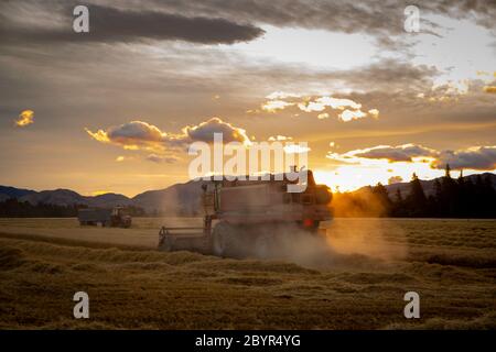 Sheffield, Canterbury, Neuseeland, Februar 10 2020: Ein gelber New Holland CR980 Mähdrescher bei der Arbeit in einem Feld von Erbsen für Samen angebaut Stockfoto