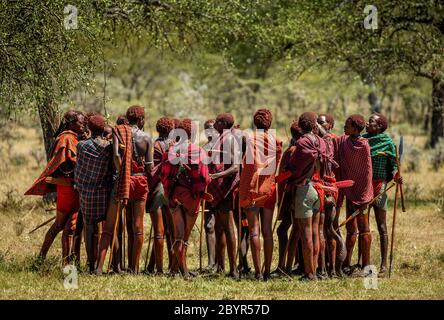 Eine Gruppe junger Masai-Krieger steht in der Savanne in traditioneller Kleidung mit Speeren. Tansania, Ostafrika, 12. August 2018. Stockfoto