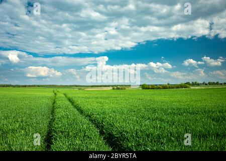 Spuren von Rädern in grüner Maserung, Horizont und weißen Wolken auf einem blauen Himmel, Frühlingsansicht Stockfoto