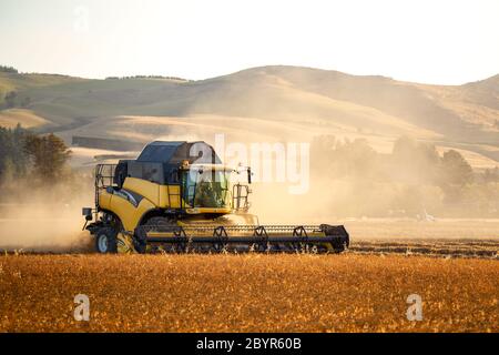 Sheffield, Canterbury, Neuseeland, Februar 10 2020: Ein gelber New Holland CR980 Mähdrescher bei der Arbeit in einem Feld von Erbsen für Samen angebaut Stockfoto