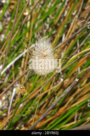 Hazendrail (lagurus ovatus) Nahaufnahme in der Landschaft Sardiniens Stockfoto