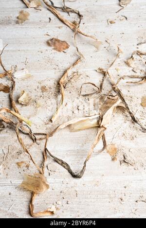 Ein kunstvoll arrangierte generische flache Hintergrund Textur Holzpaneel Layout mit einer Mischung aus Sand und organischen Substanz in natürlichen erdigen Farbtönen und Tönen. Stockfoto