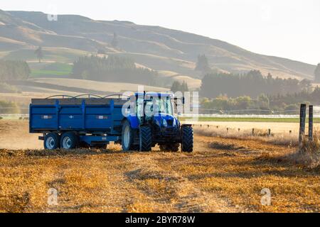 Sheffield, Canterbury, Neuseeland, Februar 10 2020: Ein blauer New Holland Traktor mit Saatbehälter transportiert Erbsen von einem Mähdrescher auf einer Farm Stockfoto