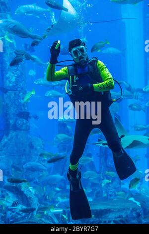 Riesiges Aquarium in Dubai. Taucher füttern Fische. Stockfoto