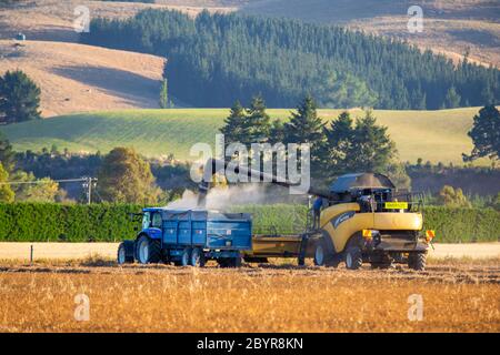 Sheffield, Canterbury, Neuseeland, Februar 10 2020: Ein gelber New Holland CR980 Mähdrescher Harvester entlädt Erbsen in einen Behälter Stockfoto