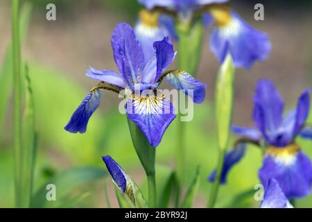 Nahaufnahme von frischen Frühling blühenden lila sibirischen Irises und Knospen in kanadischen Garten. Der Hintergrund ist Bokeh Blumenmuster Stockfoto