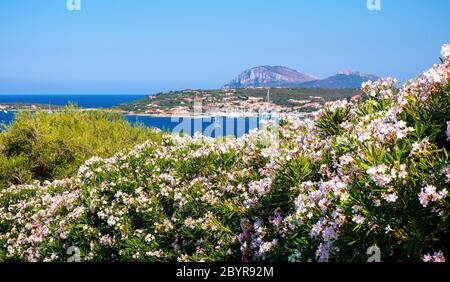 Portisco, Sardinien / Italien - 2019/07/19: Panoramablick auf Yachthafen und Hafen von Portisco Resort Stadt - Marina di Portisco - an der Costa Smeralda Emer Stockfoto