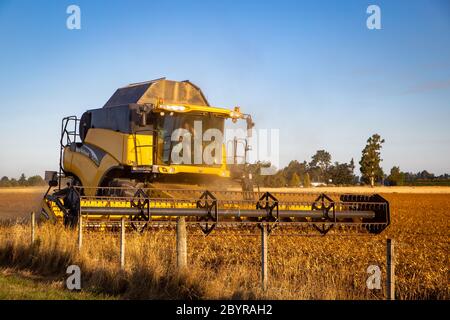 Sheffield, Canterbury, Neuseeland, Februar 10 2020: Ein gelber New Holland CR980 Mähdrescher bei der Arbeit in einem Feld von Erbsen für Samen angebaut Stockfoto