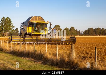 Sheffield, Canterbury, Neuseeland, Februar 10 2020: Ein gelber New Holland CR980 Mähdrescher bei der Arbeit in einem Feld von Erbsen für Samen angebaut Stockfoto