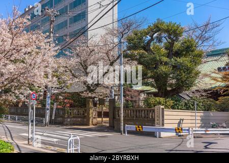 tokio, japan - märz 31 2020: Fußgängerüberweg mit Blick auf einen Kirschblütenbaum am Eingangsportal des Gokokuin-Tempels, der einem Tempel gewidmet ist Stockfoto