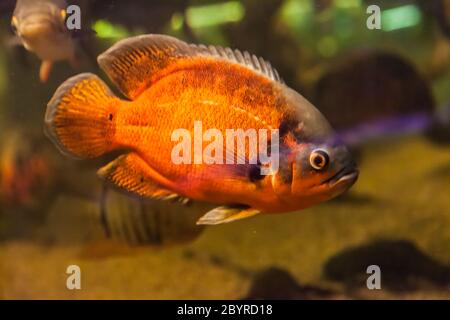 Schwärme von Piranha-Fischen im Aquarium Stockfoto