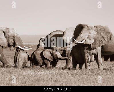 Großer Elefant schlägt ihre Ohren aus und hebt ihren Rüssel zum Trompetengeräusch, wie Baby Kalb spielt auch mit Rüssel herausgestreckt. Safari Urlaub in Kenia Stockfoto