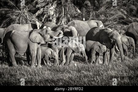 Afrikanische Elefanten trinken Wasser mit bis zum Mund gerollten Stämmen, vielen Babys und Kälbern. Amboseli, Kenia, Afrika. Loxodonta Africana in monochrom Stockfoto