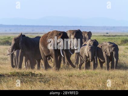 Afrikanische Elefantenherde auf staubiger afrikanischer Savanne, Gruppe von Erwachsenen und Kälbern dicht beieinander. Amboseli Nationalpark, Kenia, Afrika. 'Loxodonta Africana Stockfoto