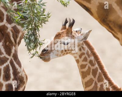 Junge Giraffe Essen Stockfoto