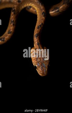 Ceylon Cat Snake, Boiga ceylonensis, Satara, Maharashtra, Indien Stockfoto