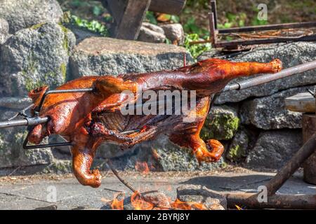 Spanferkel auf einem Spieß gebraten. Ferkel an der Spieß, offener Feuergrill im Freien Stockfoto