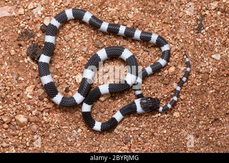 Common Bridle Snake Ganzkörperaufnahme, Dryocalamus nympha, Hampi, Karnataka, Indien Stockfoto