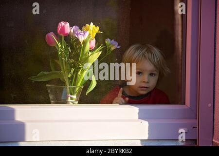 Kind, Junge mit rosa Tulpenblumen, versteckt hinter Fenster, Muttertag Geschenk Konzept Stockfoto