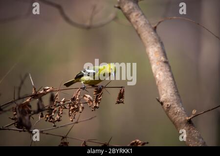 Gemeinsame Iora, Aegithina tiphia, Pune, Maharashtra, Indien Stockfoto