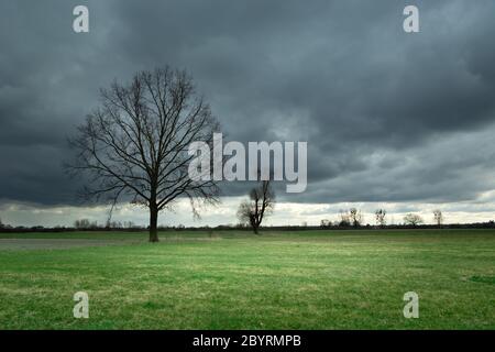 Eiche ohne Blätter auf einer grünen Wiese, dunkle Regenwolken am Himmel, Frühlingstag Stockfoto