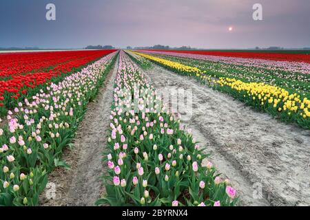 Sonnenuntergang über buntem Tulpenfeld Stockfoto