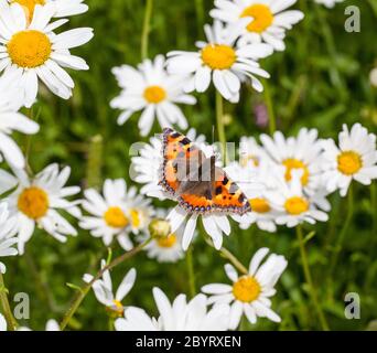 Kleine Tortoiseshell Aglais urticae Schmetterling auf Ochsenauge Gänseblümchen Leucanthemem vulgare in einem Ferienhaus Wildblumen Wiese Garten England GB Stockfoto