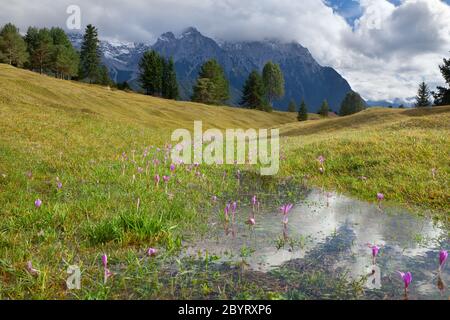 Blühende Krokus blühen auf alpinen Wiesen Stockfoto