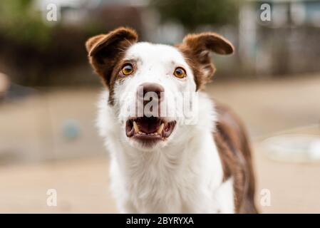 Außenportrait Kopf Aufnahme von Border Collie Hund, Fokus auf Augen Stockfoto