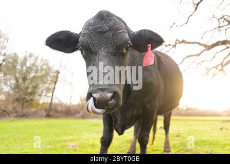 Offene Zucht von schwarzen angus-Rindern für die Fleischproduktion Stockfoto