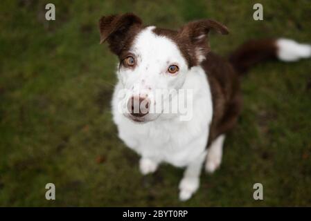 Niedliche Haustier Grenze Collie Hund weich Outdoor-Porträt mit Fokus auf die Augen Stockfoto