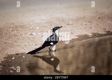 Jacobin Kuckuck am Wasser, Clamator jacobinus, Jhalana, Rajasthan, Indien Stockfoto