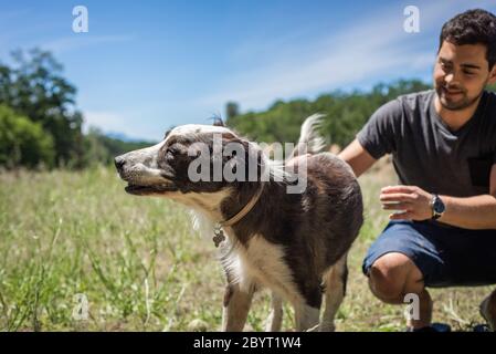 Junger Hund Tierheim Freiwilligen streicheln eine ältere gerettete Grenze Collie Mischung Stockfoto