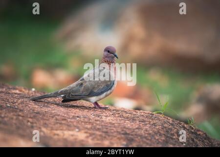 Laughing Dove, Spilopelia senegalensis, Jhalana, Rajasthan, Indien Stockfoto