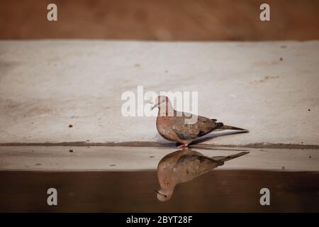 Lachendes Taubenwasser, Spilopelia senegalensis, Jhalana, Rajasthan, Indien Stockfoto