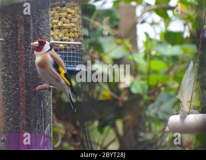 Der ausgewachsene Goldfink Carduelis carduelis hat ein schwarz-weißes, rotes Gesicht und einen langen, konischen, blassen rosa-buff-Schnabel. Die Flügel sind dunkel mit gelber Flügelstange Stockfoto