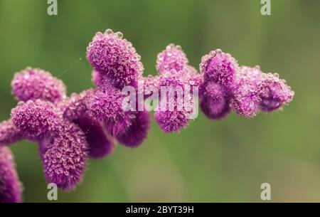 Tau tropft auf die lila Blüten von Salvia leucantha Mexican Bush Sage Stockfoto