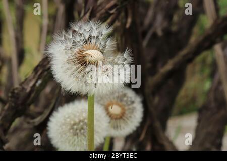 Makroaufnahme der Löwenzahn Blume in horizontaler Ansicht Samenkugel Position nach gelben Blume und verschwommener Hintergrund Rest des Fotos geringe Schärfentiefe Stockfoto