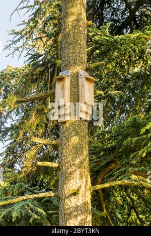 Fledermauskästen oder künstliche Fledermausrösten auf einem Nadelbaum in Norfolk. Stockfoto