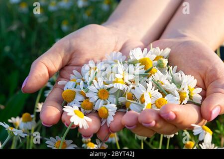 Frauenpalmen mit frischen Apothekenkamillenblüten am sonnigen Sommertag, Nahaufnahme. Eine volle Handvoll Kamille auf Lichtung von Kamillen Hintergrund Stockfoto