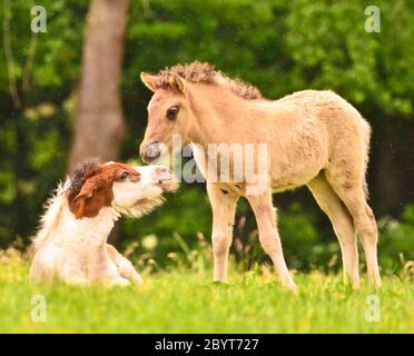 Zwei niedliche und tolle kleine Fohlen von isländischen Pferden, eine Spieße und eine duncoloured, spielen und pflegen zusammen und üben soziales Lernen Stockfoto