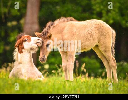 Zwei niedliche und tolle kleine Fohlen von isländischen Pferden, eine Spieße und eine duncoloured, spielen und pflegen zusammen und üben soziales Lernen Stockfoto