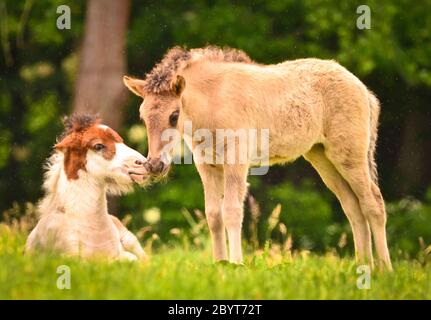 Zwei niedliche und tolle kleine Fohlen von isländischen Pferden, eine Spieße und eine duncoloured, spielen und pflegen zusammen und üben soziales Lernen Stockfoto