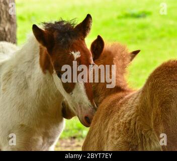 Zwei niedliche und tolle kleine Fohlen von isländischen Pferden, eine Spieße und eine duncoloured, spielen und pflegen zusammen und üben soziales Lernen Stockfoto